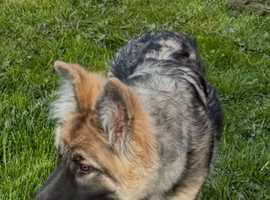 Silver sable female reduced to find her forever home