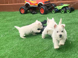 West highland terriers