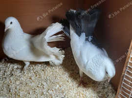 Pigeons for sale