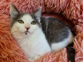 Cute kitten