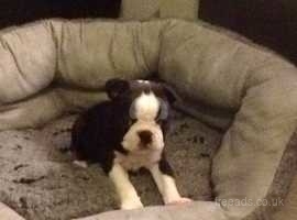 Boston Terrier Dogs And Puppies For Sale And Rehome In Nottingham