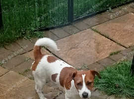 Jack russell stud near hot sale me