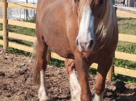 Welsh c mare xx