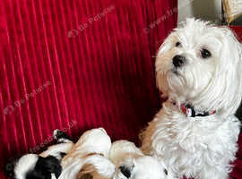 1 BOY LEFT gorgeous Morkie puppies, 2 boys 1 girl