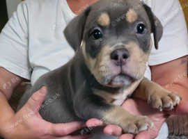 American pocket bully