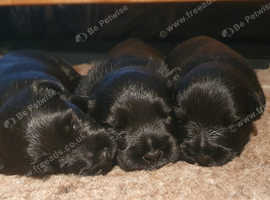 KC Quality Scottish Terrier Puppies