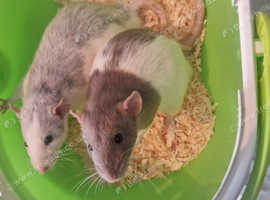 2 tame males rats