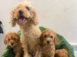 beautiful apricot cockapoo puppies