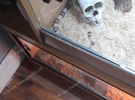 Female milk snake (50% albino)
