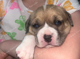 American bulldog cross shitzu