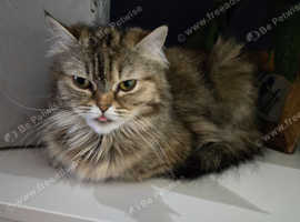 Beautiful Pure Persian Girl - stunning colours
