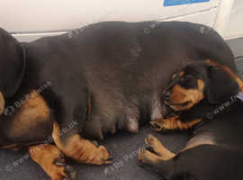 Black and tan Miniature Daschund