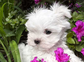 Exclusive Mini Maltese - Only One Boy Left!