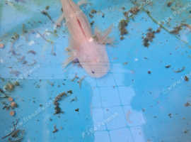Axolotl babies