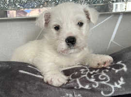 1 male puppy gorgeous boy kc registered (Cumbria)