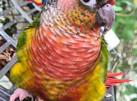 Tame female Conure