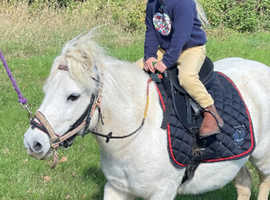Kids Shetland Pony for loan