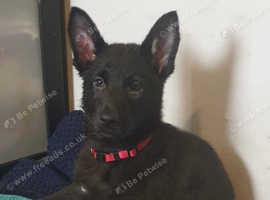 Pure black german shepherd for sale sale