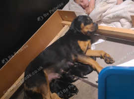female rottys
