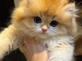 SOLD New Litters Available GCCF Registered British Shorthair Chocolate Golden Kittens All Reserved New Litters Available