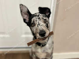 Border collie cross . 10 months old