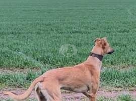 Male saluki whippet greyhound