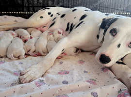 Dalmatian puppy's