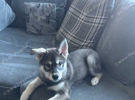 Pomsky puppy f3