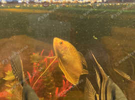Gold Gouramis Pair