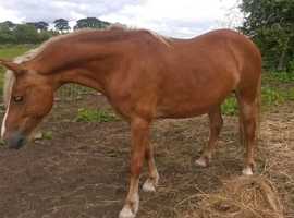 Registered Welsh C mare with foal at foot