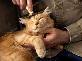 PROFESSIONAL CAT GROOMING AT YOUR DOORSTEP