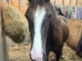 Stunning 13.3hh liver chestnut mare rising  4yrs