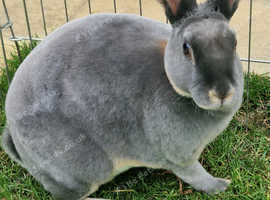 Lilac grey mini rex female rabbit her name is Bella.