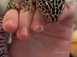 Loving little gecko for sale