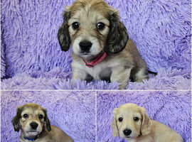 Gorgeous long haired mini dachshunds
