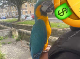 Young Blue and Gold Macaw