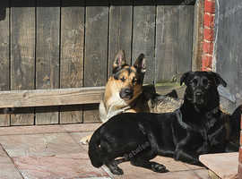 Male shepsky for rehome