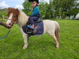Stunning registered mare