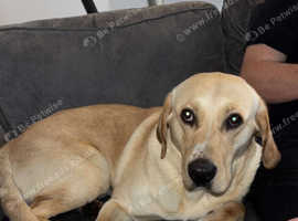 Labrador