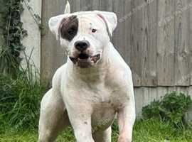 kager and cain  scott x bulldog 15 mth old for stud