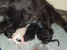 Maincoon kittens ready on 14th July