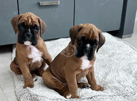 Sealed boxer puppies for sale 2024 near me