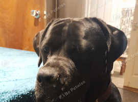 Caincoros Cross American bulldog