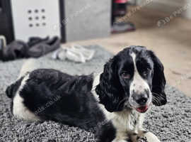 Beautiful Mylo Looking for his Forever Home