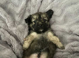 morkie cross puppies