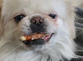 Cross Pekingese
