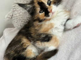 Pure Maine Coon Kittens