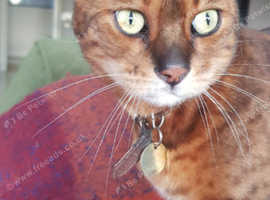 7 year old neutered bengaline male called Honey and his freind a female called Fig looking for country home