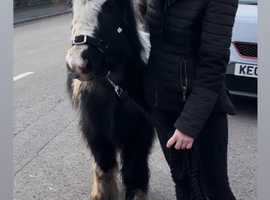 Cracking little cob mare looking for her new home