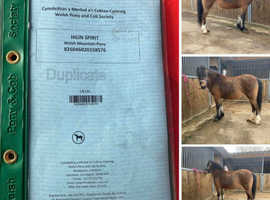 spirit 12.2 pony